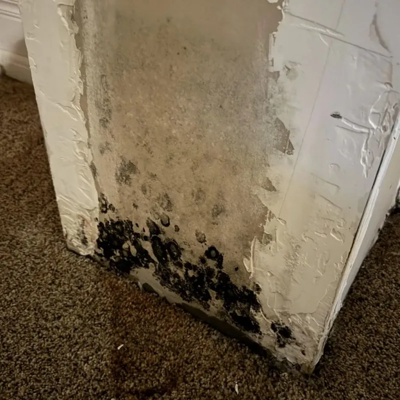 Professional Mold Removal in Earlville, IL
